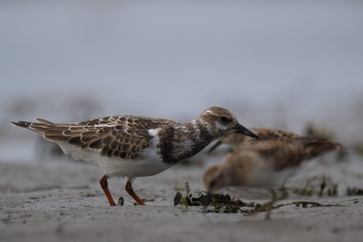 Ruddy Turnstone - ML641416100