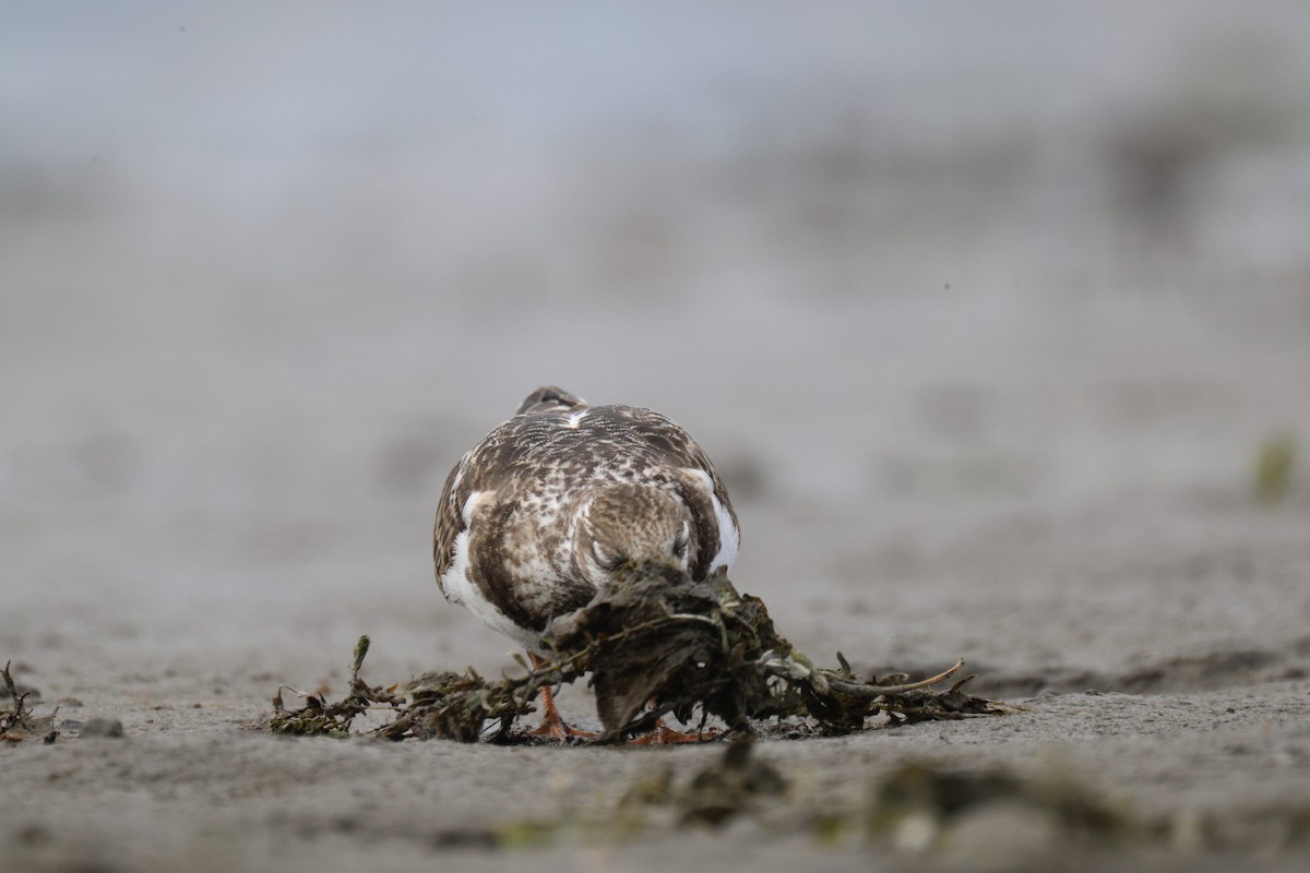 Ruddy Turnstone - ML641416101