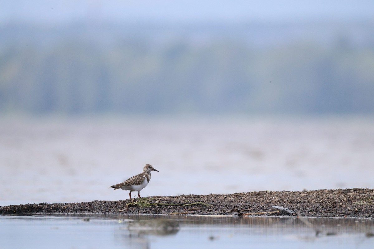 Ruddy Turnstone - ML641416102