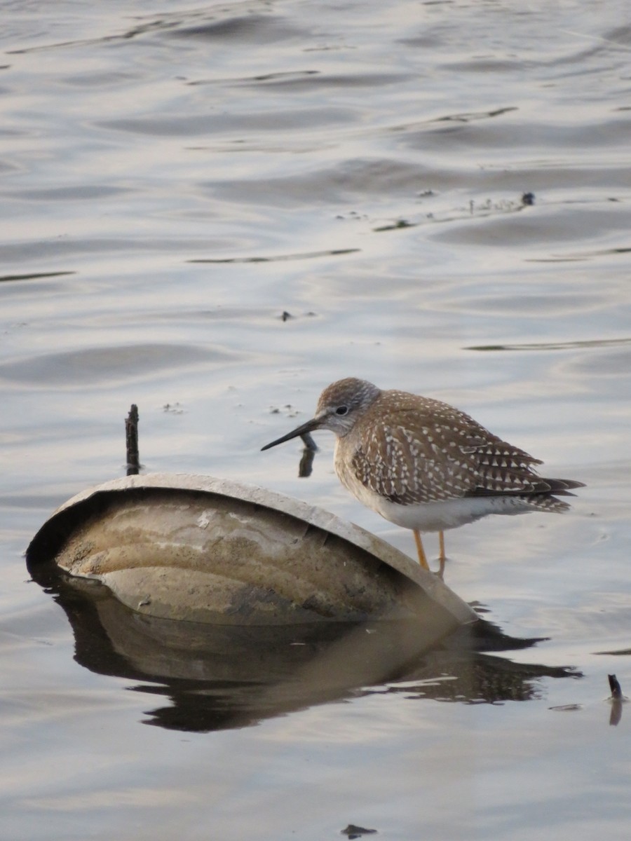 Lesser Yellowlegs - ML641416110