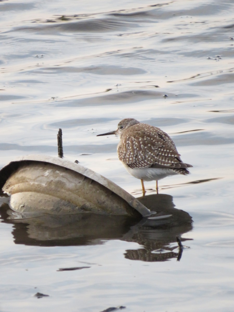 Lesser Yellowlegs - ML641416111