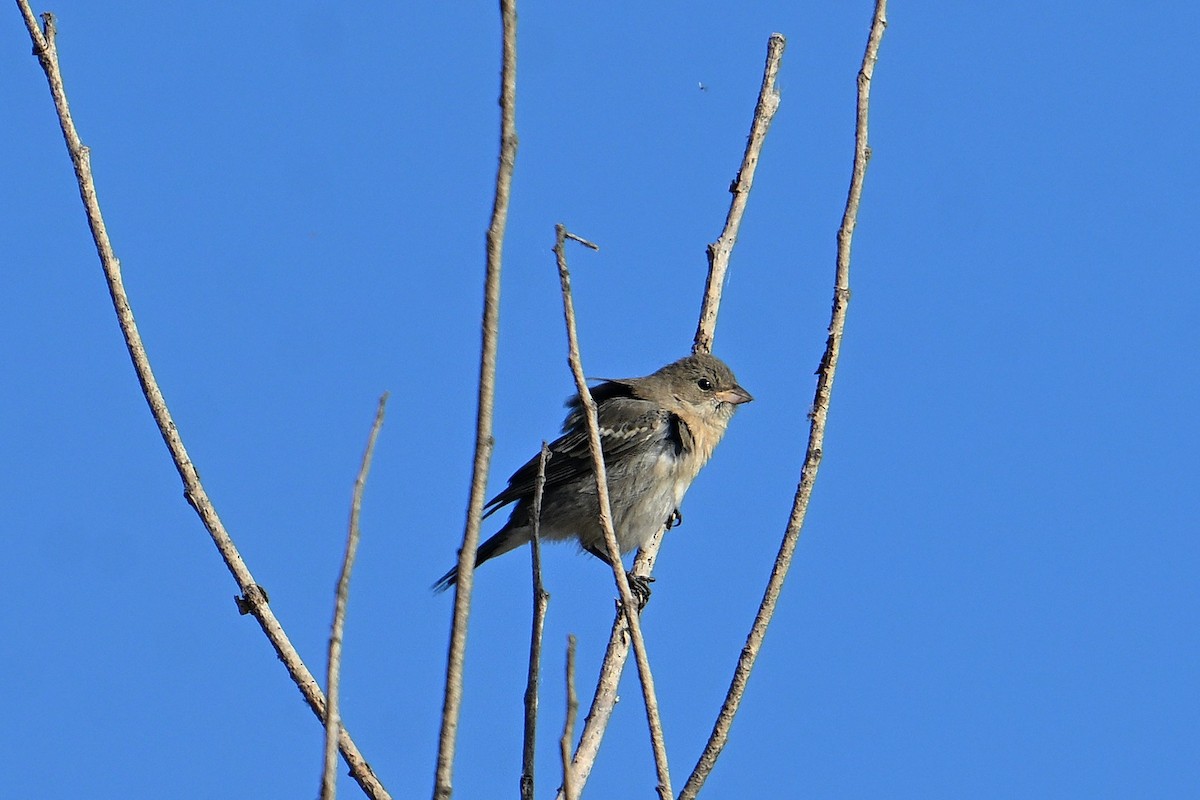 Lazuli Bunting - ML641416119