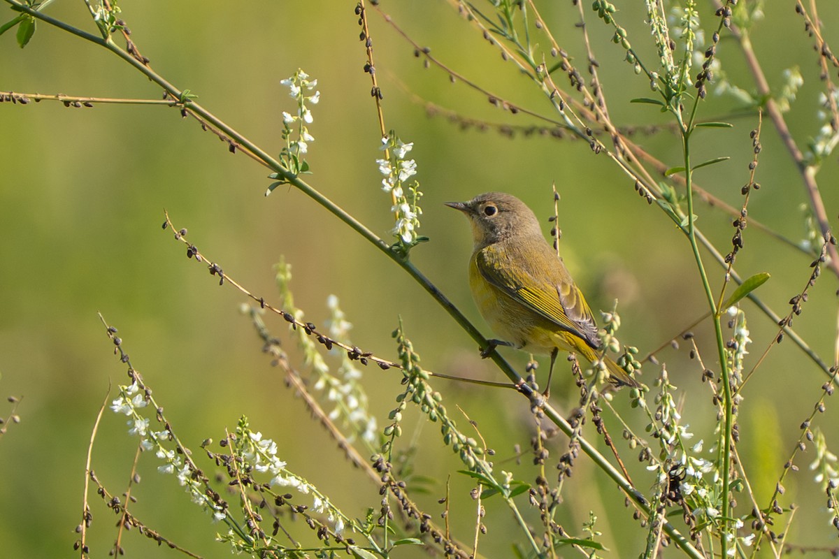 Rubinfleck-Waldsänger - ML641416161