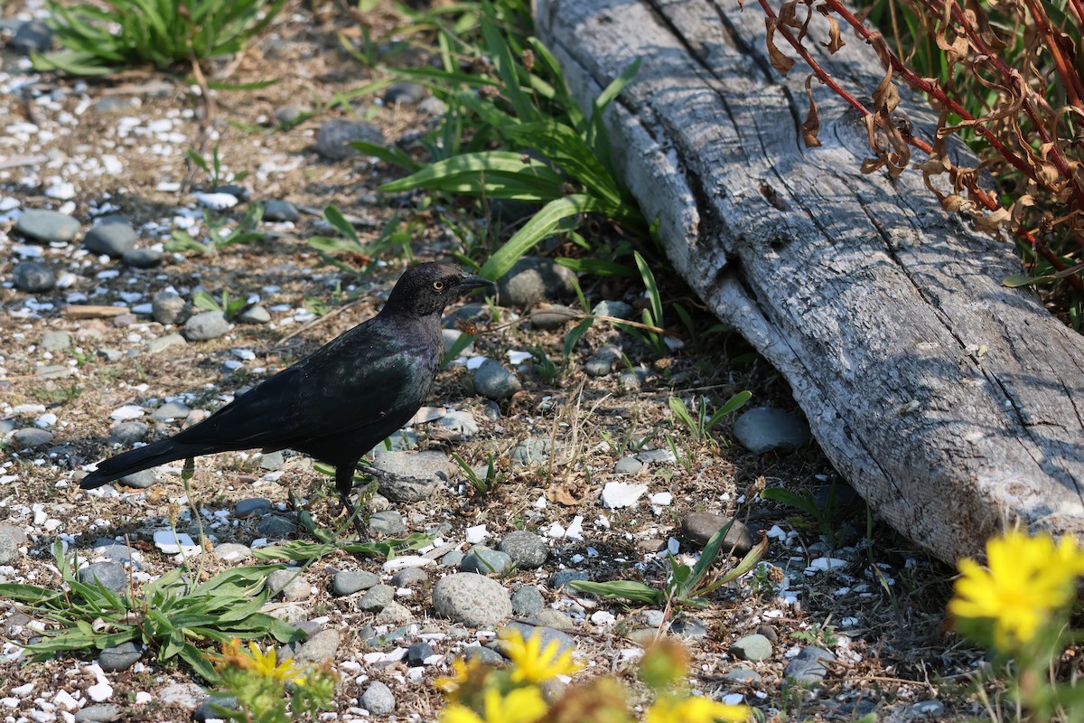 Brewer's Blackbird - ML641416168