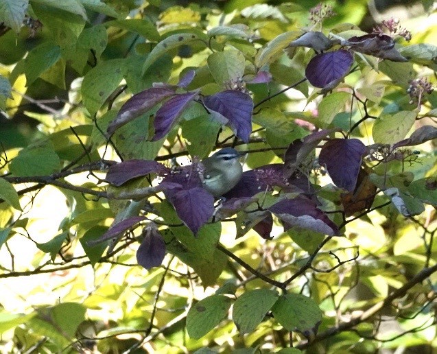 Red-eyed Vireo - ML641416195
