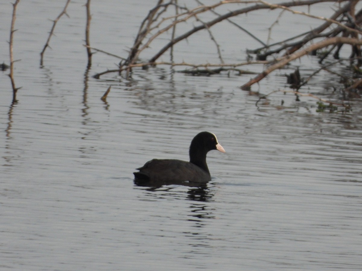 Eurasian Coot - ML641416196