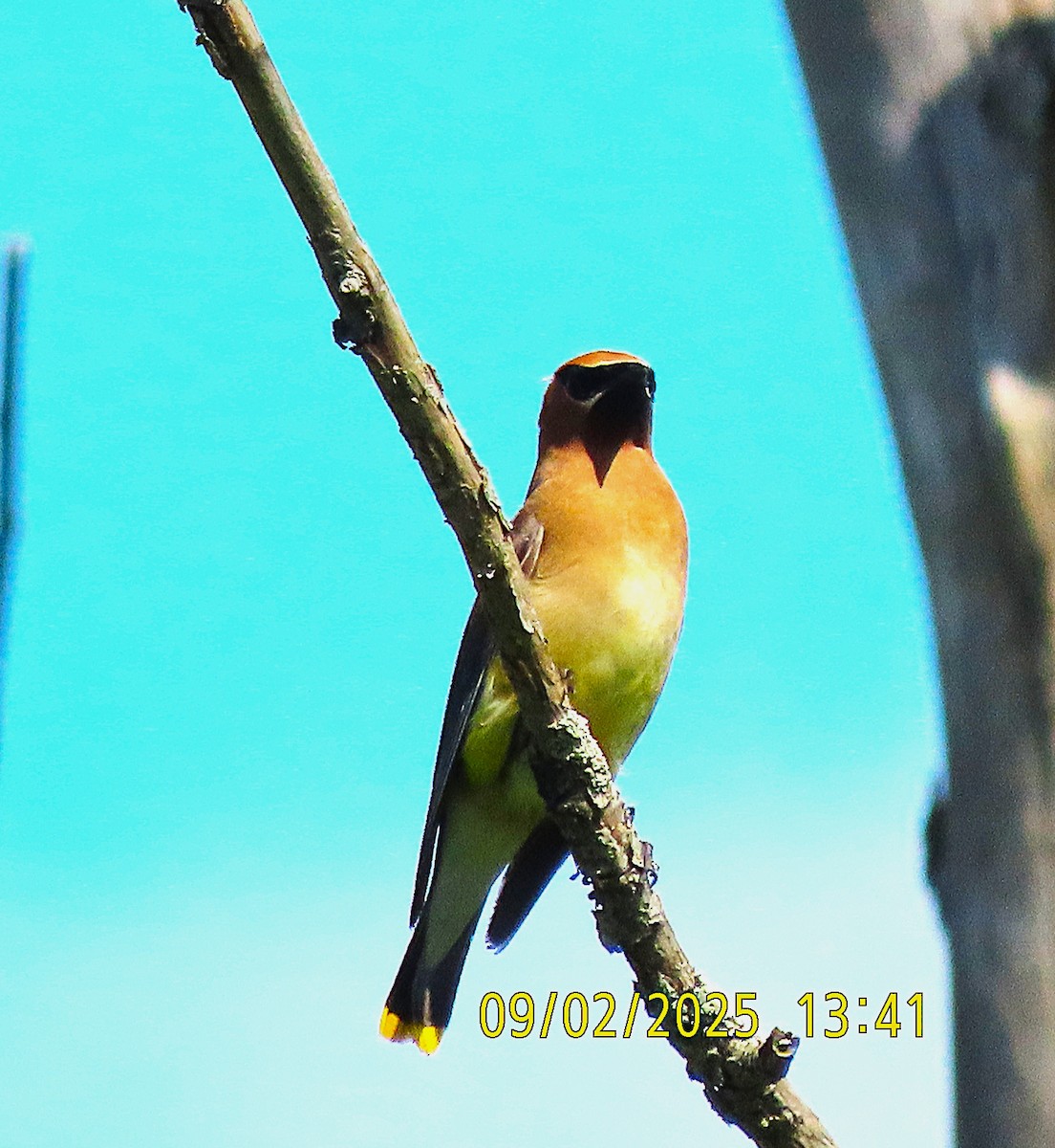 Cedar Waxwing - ML641416203