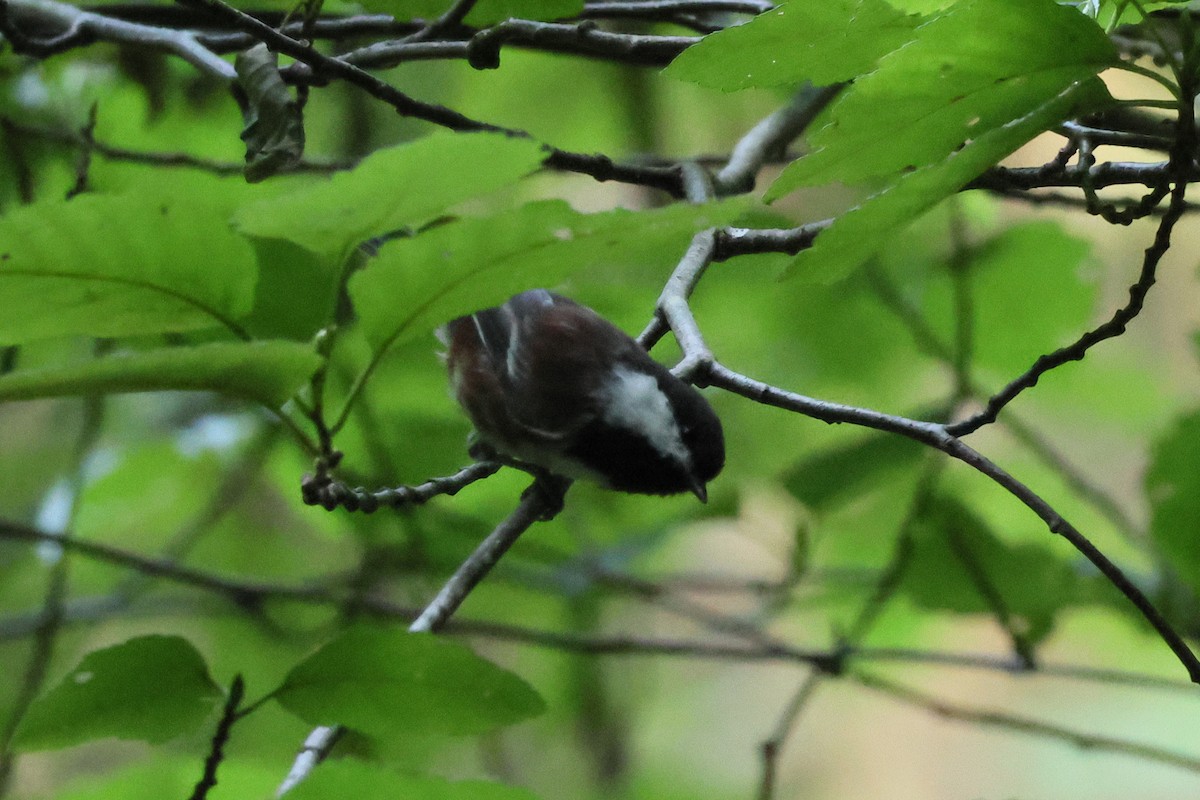 Chestnut-backed Chickadee - ML641416212