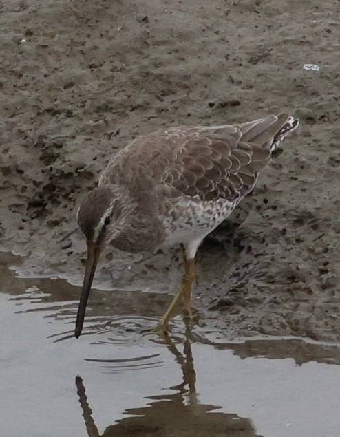 kortnebbekkasinsnipe - ML641416216