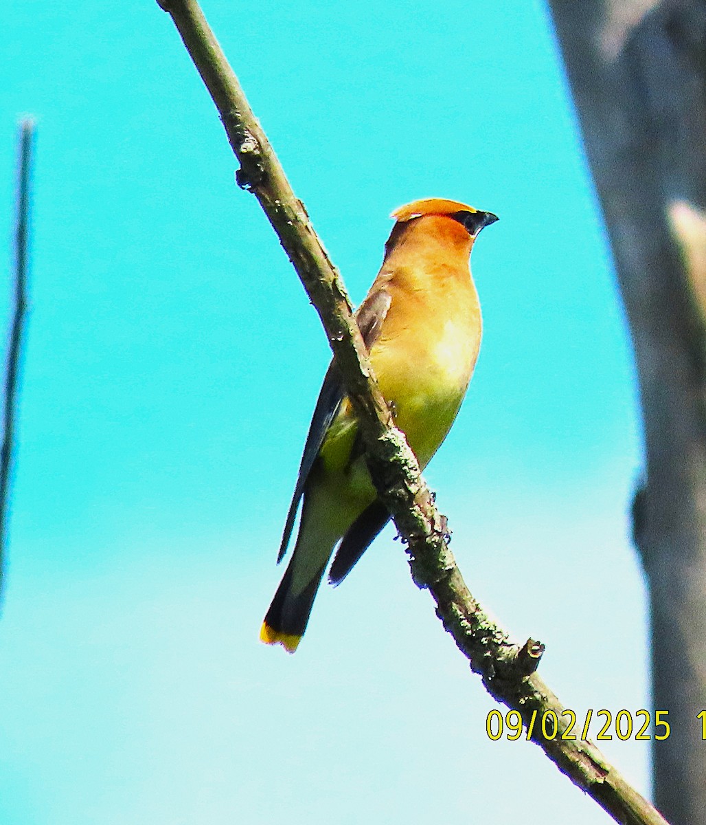 Cedar Waxwing - ML641416217