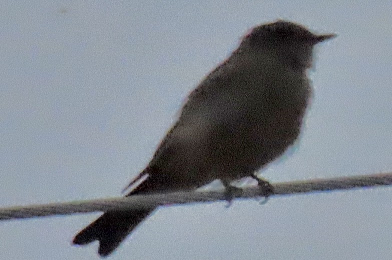 Say's Phoebe - ML641416244