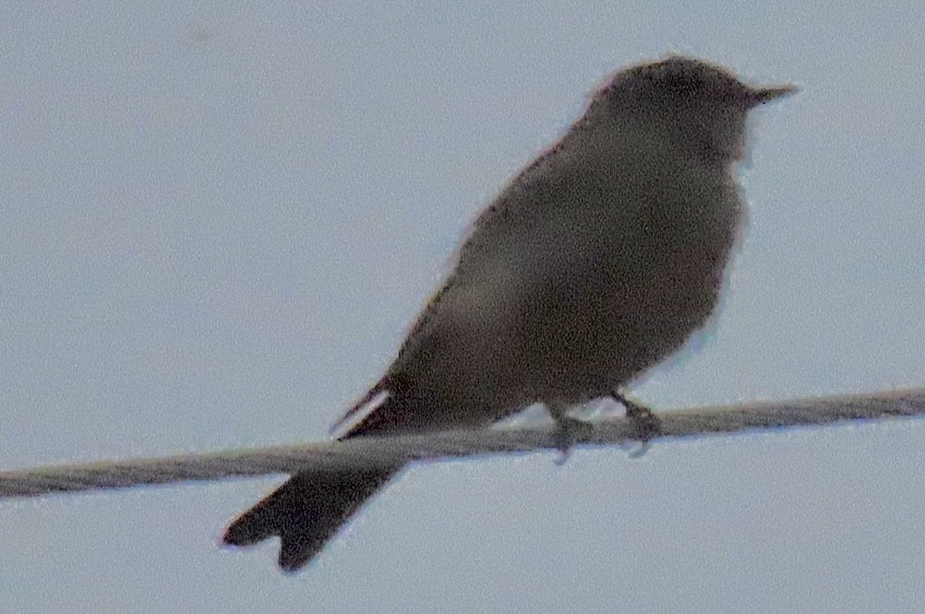 Say's Phoebe - ML641416245