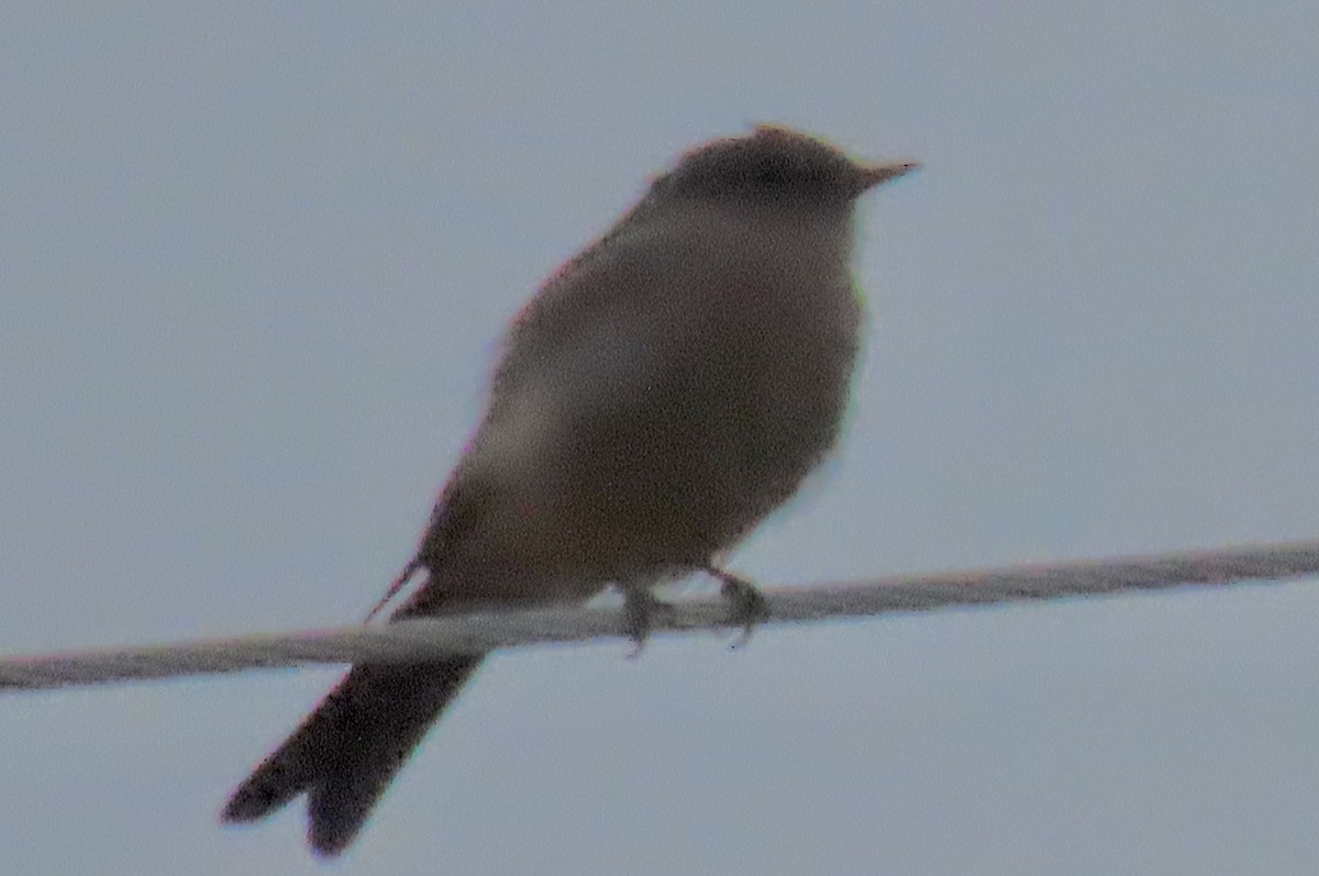 Say's Phoebe - ML641416246