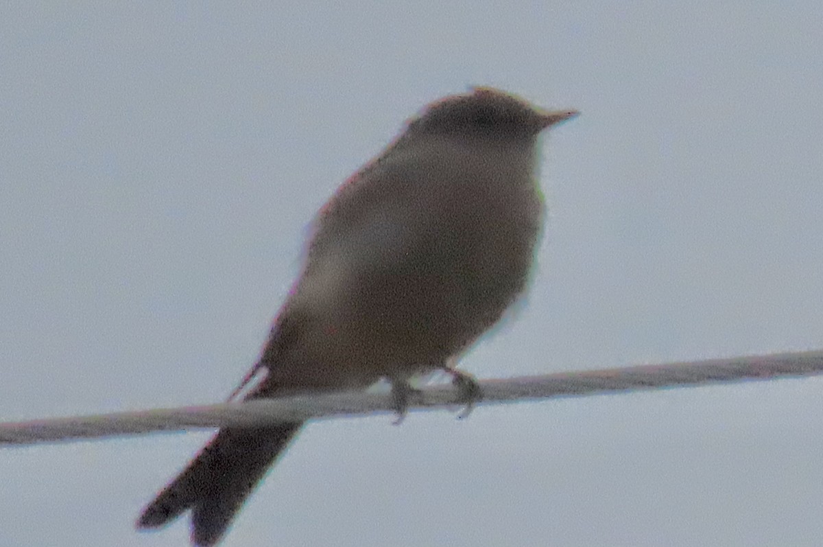 Say's Phoebe - ML641416247