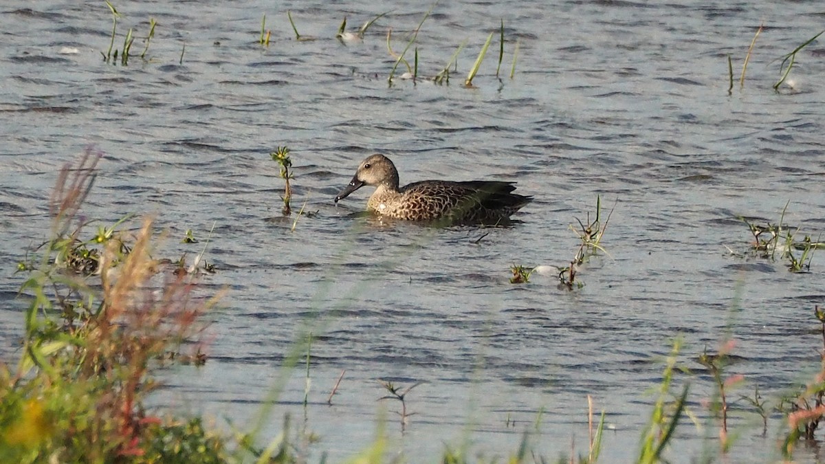 Blue-winged Teal - ML641416248