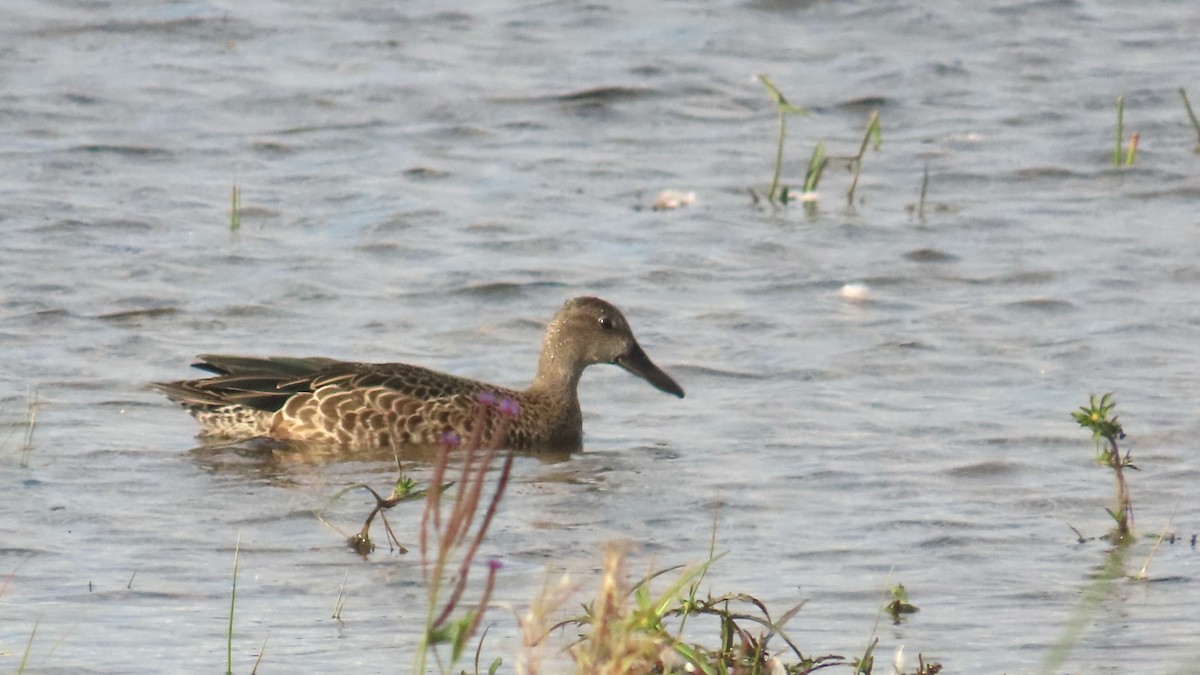 Blue-winged Teal - ML641416249