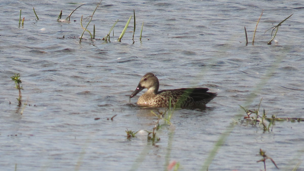 Blue-winged Teal - ML641416250