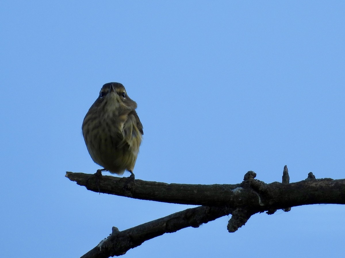 Palm Warbler - ML641416253