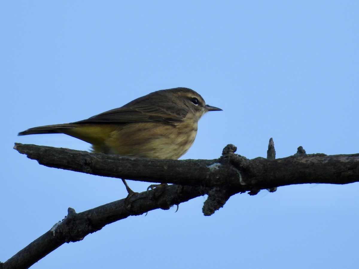 Palm Warbler - ML641416254