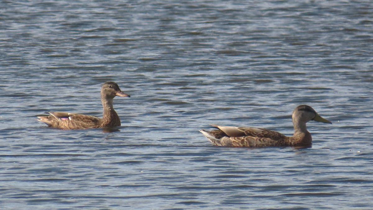 Mallard - ML641416256