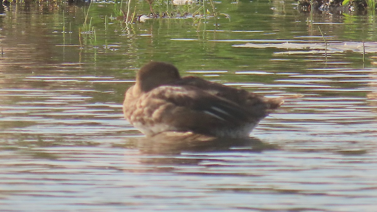 Hooded Merganser - ML641416269