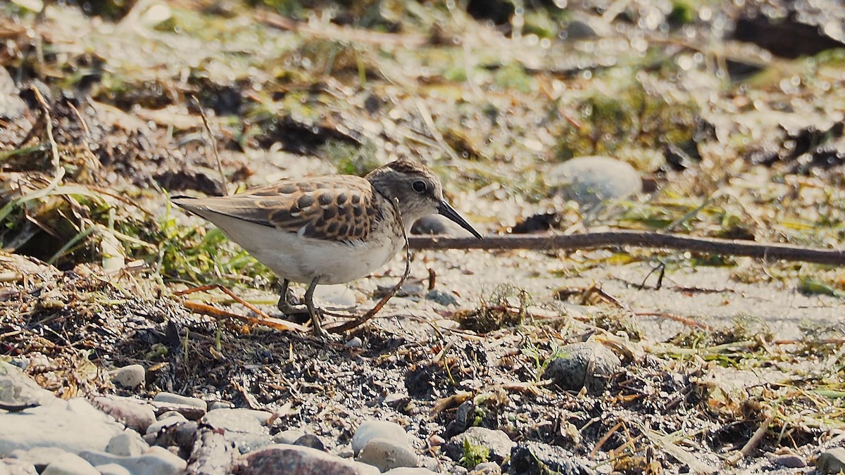 Least Sandpiper - ML641416299