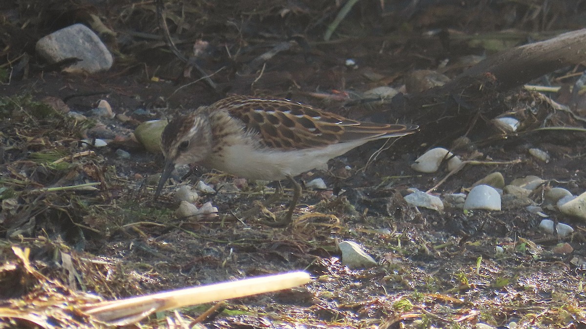 Least Sandpiper - ML641416300