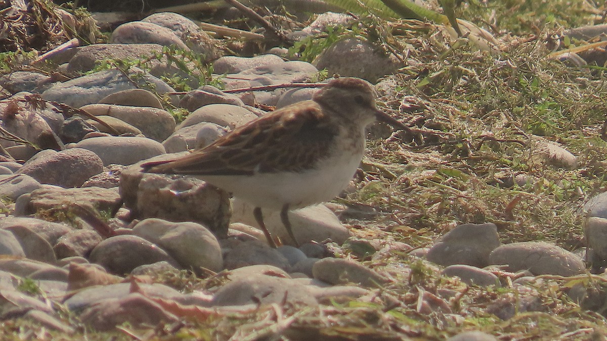 Least Sandpiper - ML641416301
