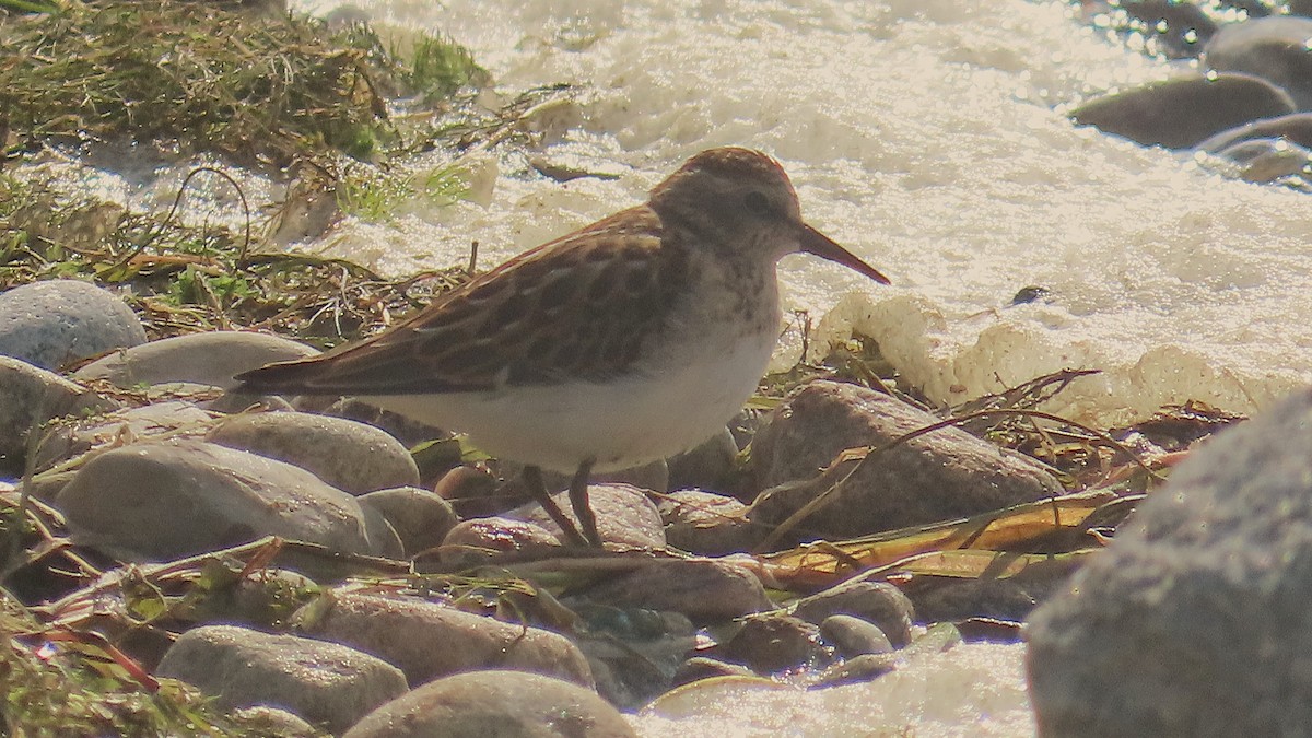 Least Sandpiper - ML641416304