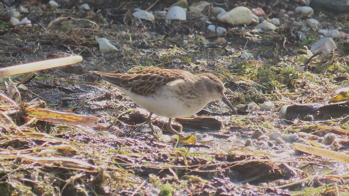 Least Sandpiper - ML641416305