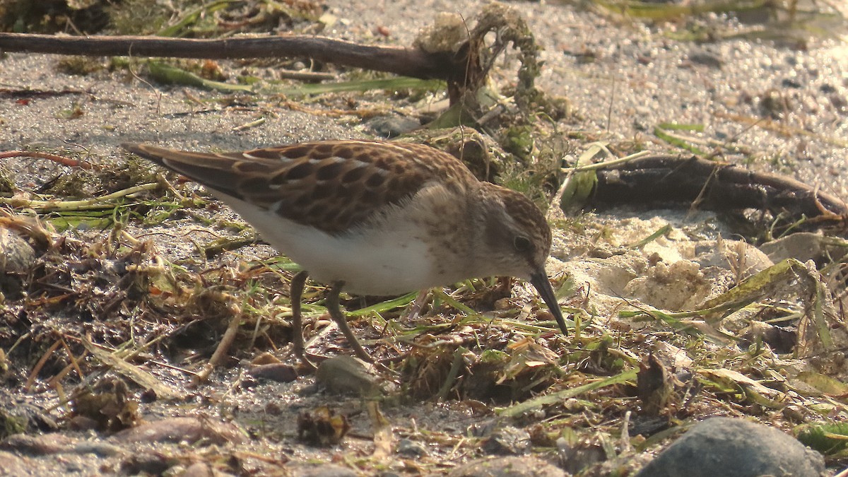 Least Sandpiper - ML641416306
