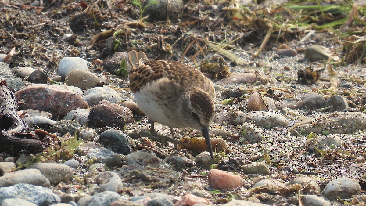 Least Sandpiper - ML641416307