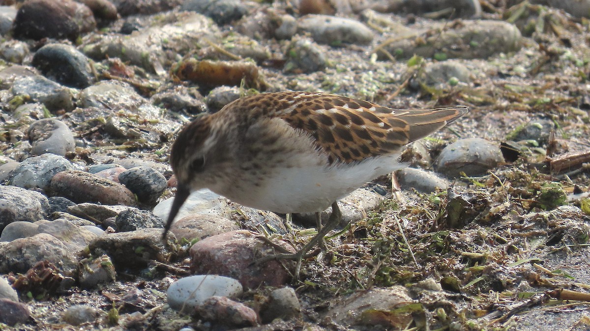 Least Sandpiper - ML641416308