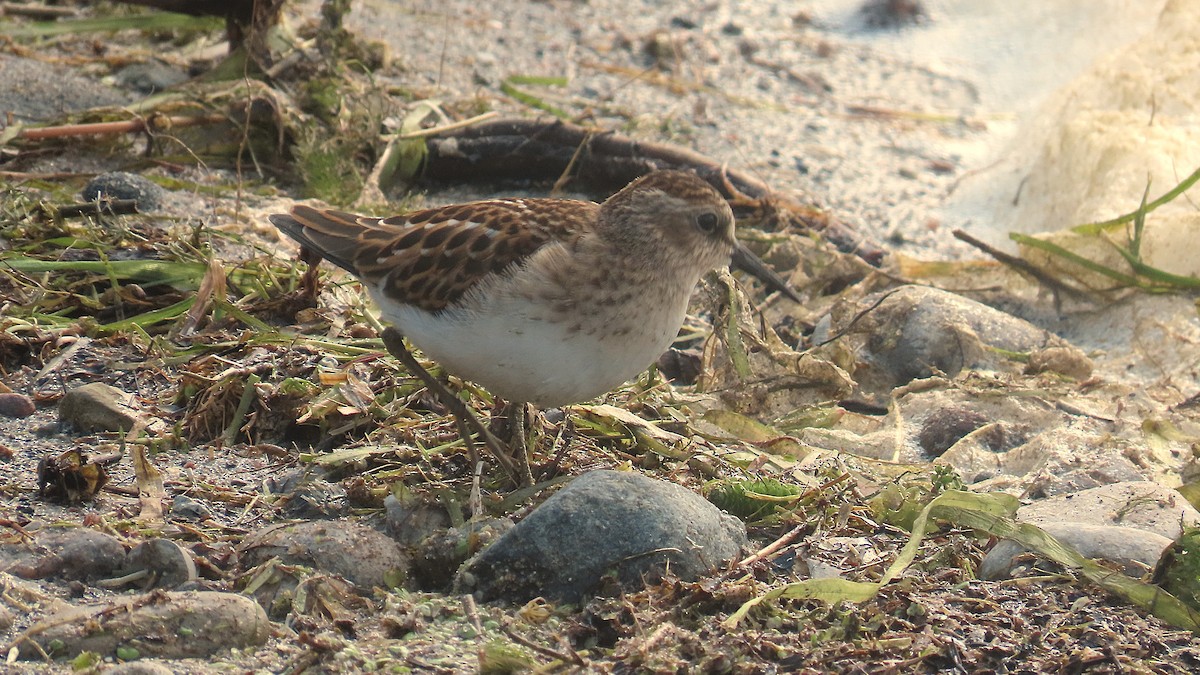 Least Sandpiper - ML641416309