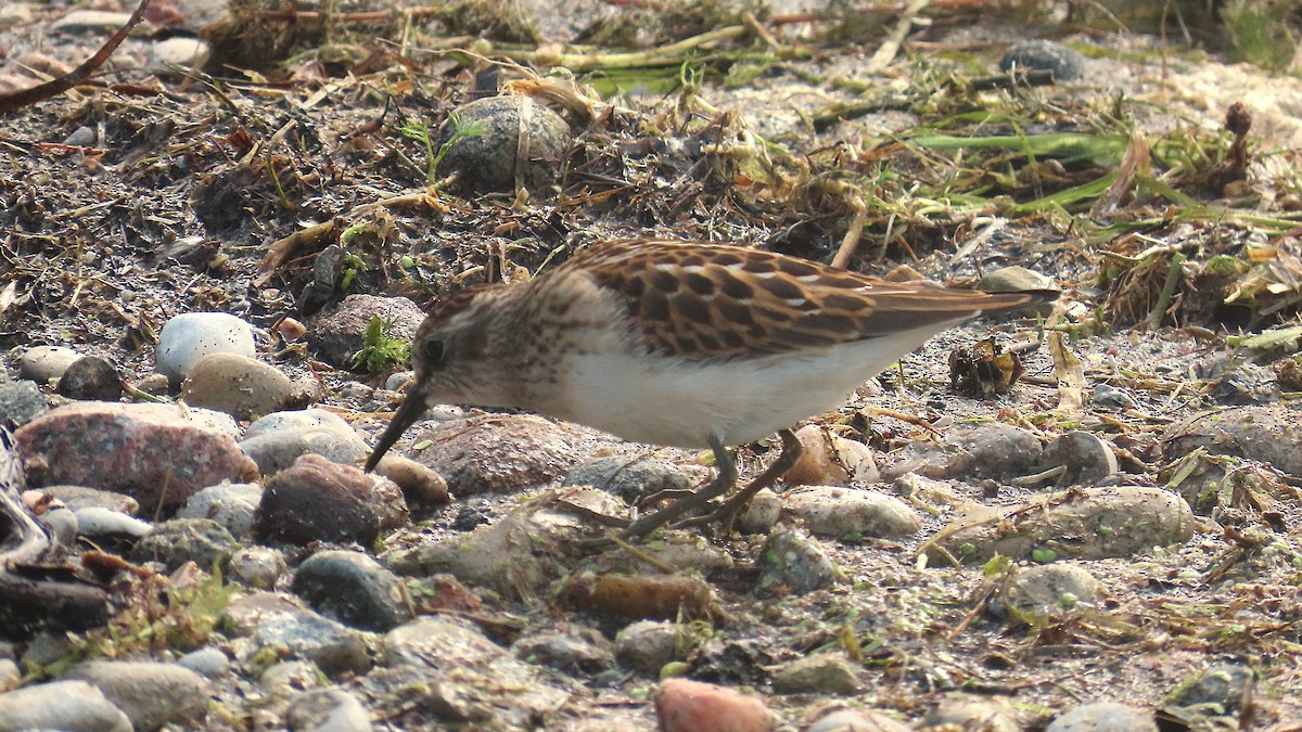 Least Sandpiper - ML641416310