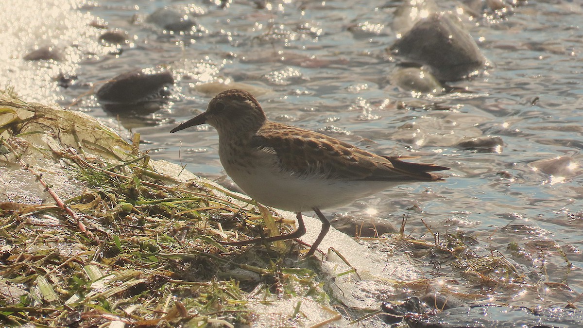 Least Sandpiper - ML641416312