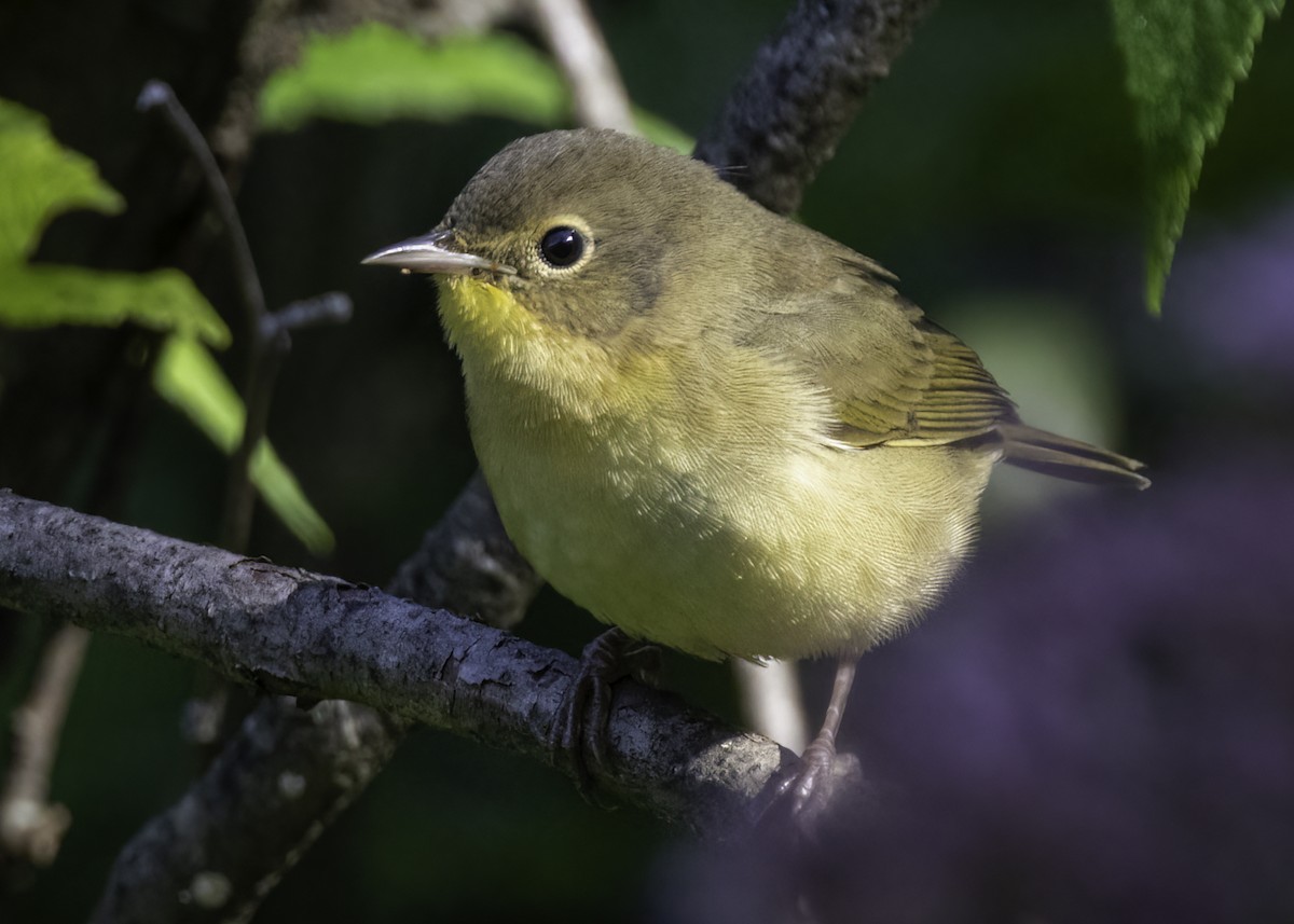 Common Yellowthroat - ML641416318