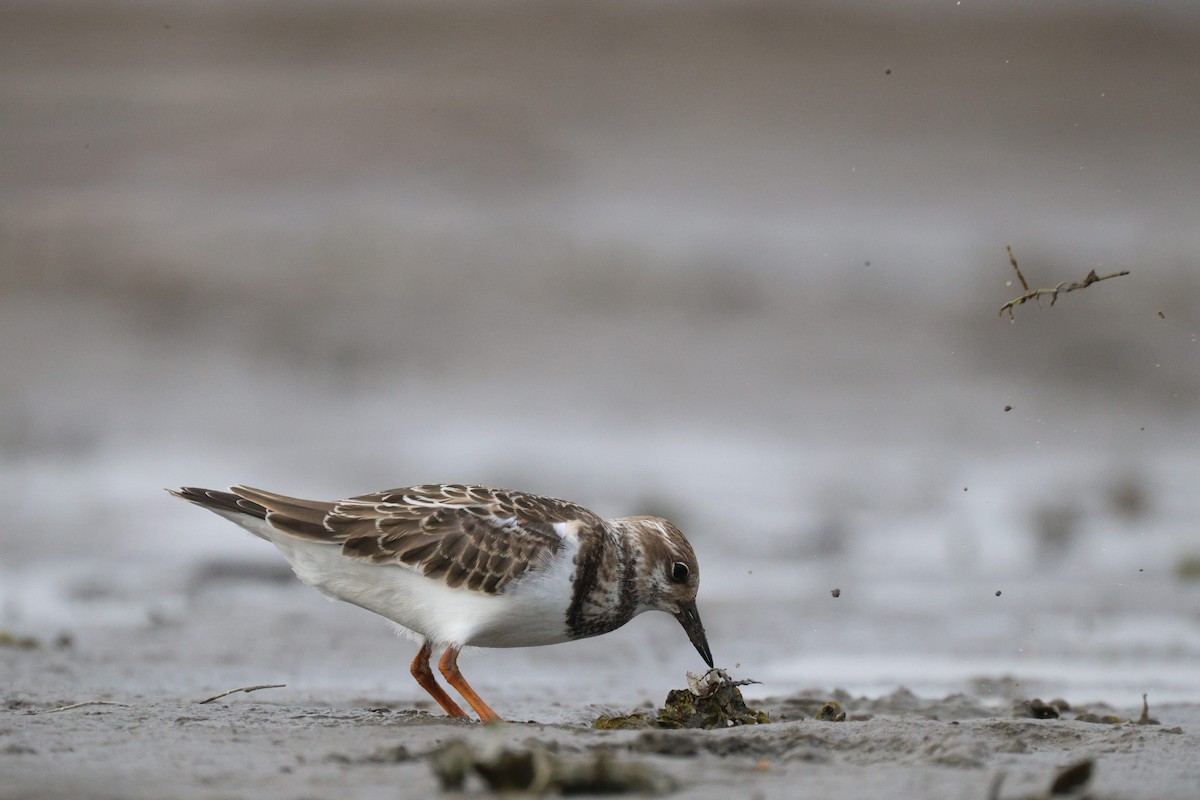 Ruddy Turnstone - ML641416325