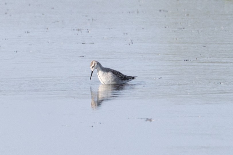 Wilson's Phalarope - ML641416326