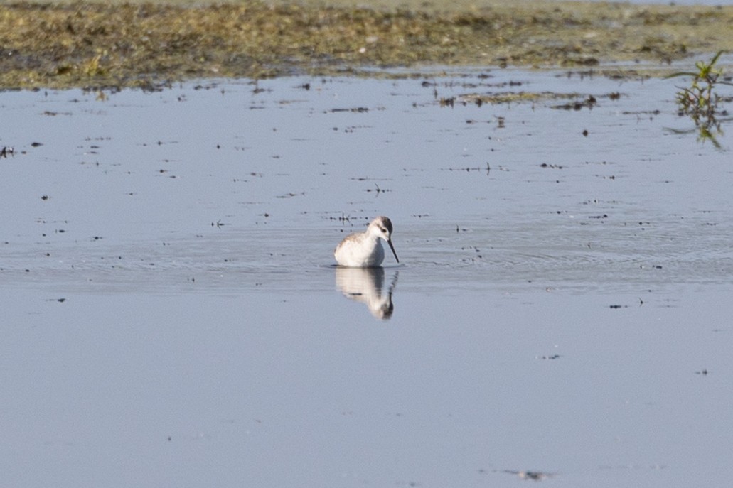 Wilson's Phalarope - ML641416327