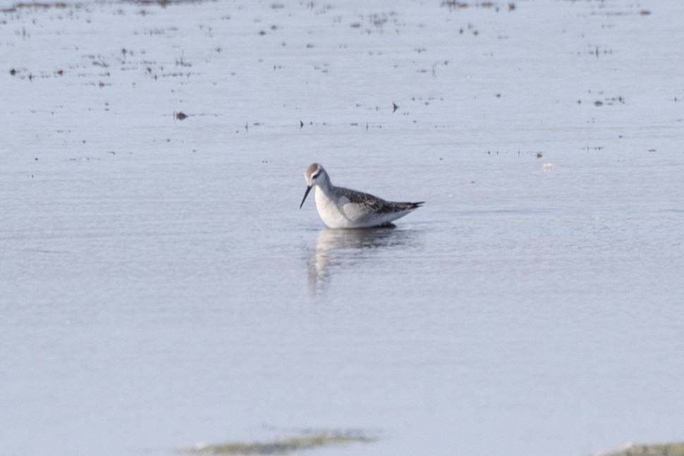 Wilson's Phalarope - ML641416328