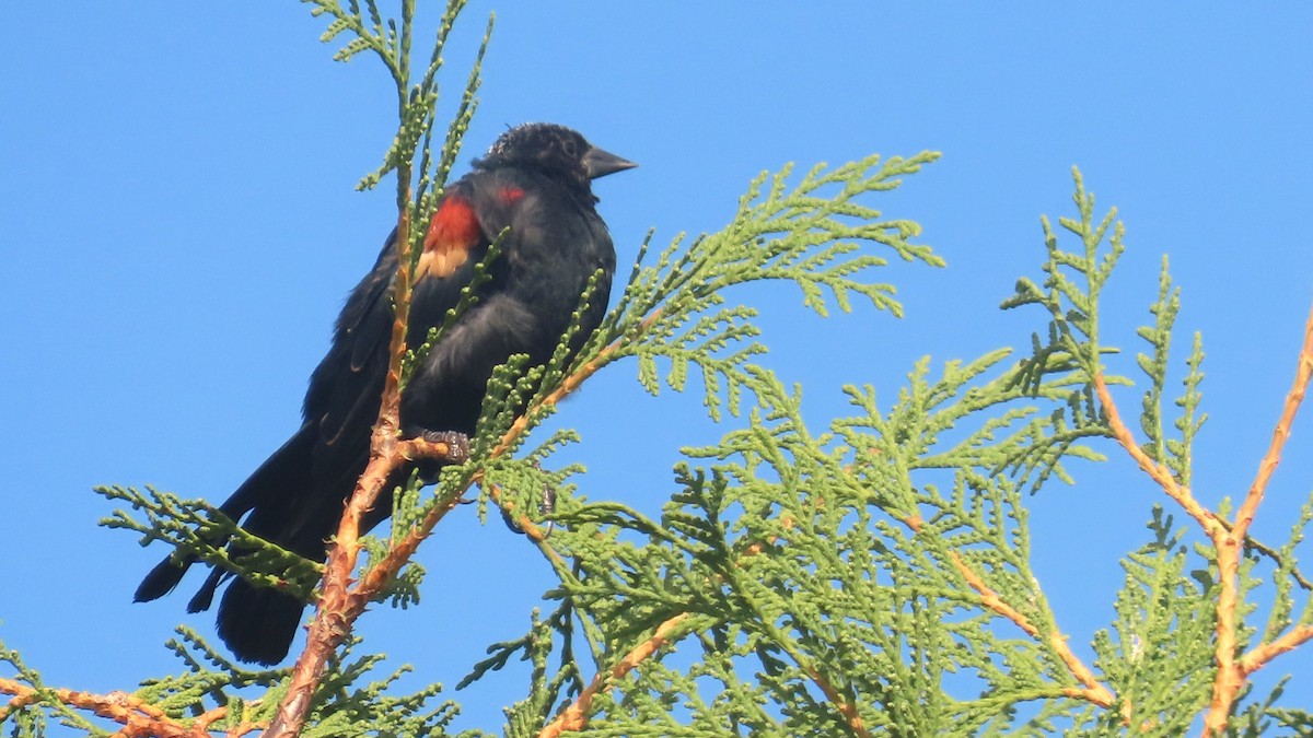 Red-winged Blackbird - ML641416331