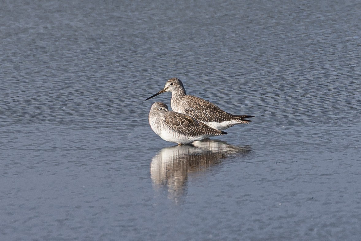 Greater Yellowlegs - ML641416340