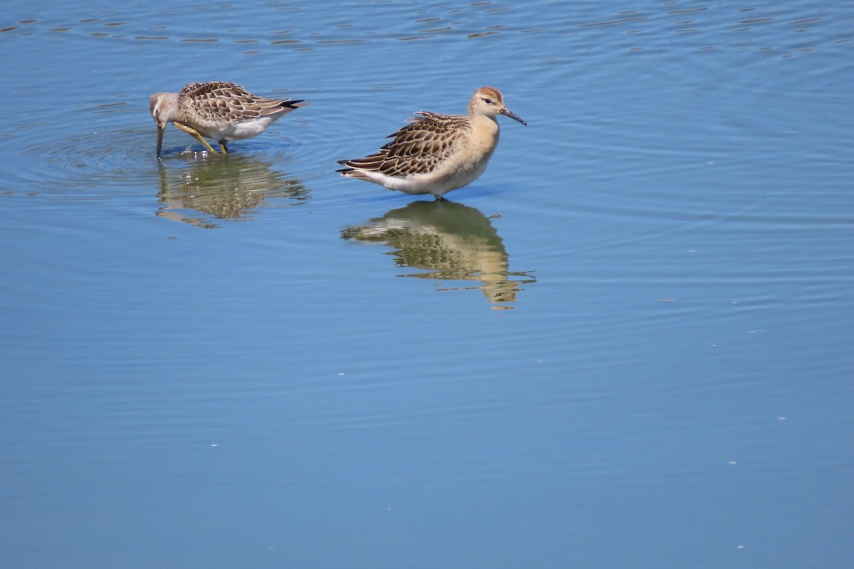 Stilt Sandpiper - ML641416344