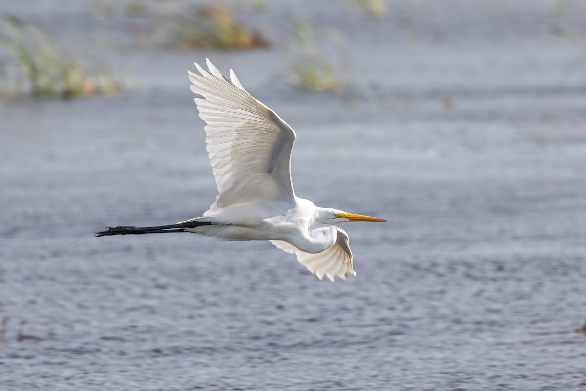 Great Egret - ML641416375