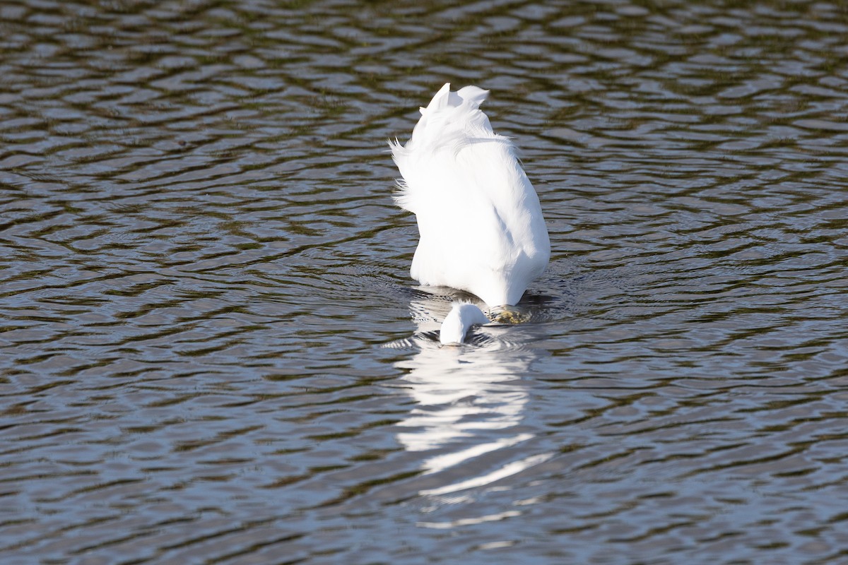 Great Egret - ML641416376