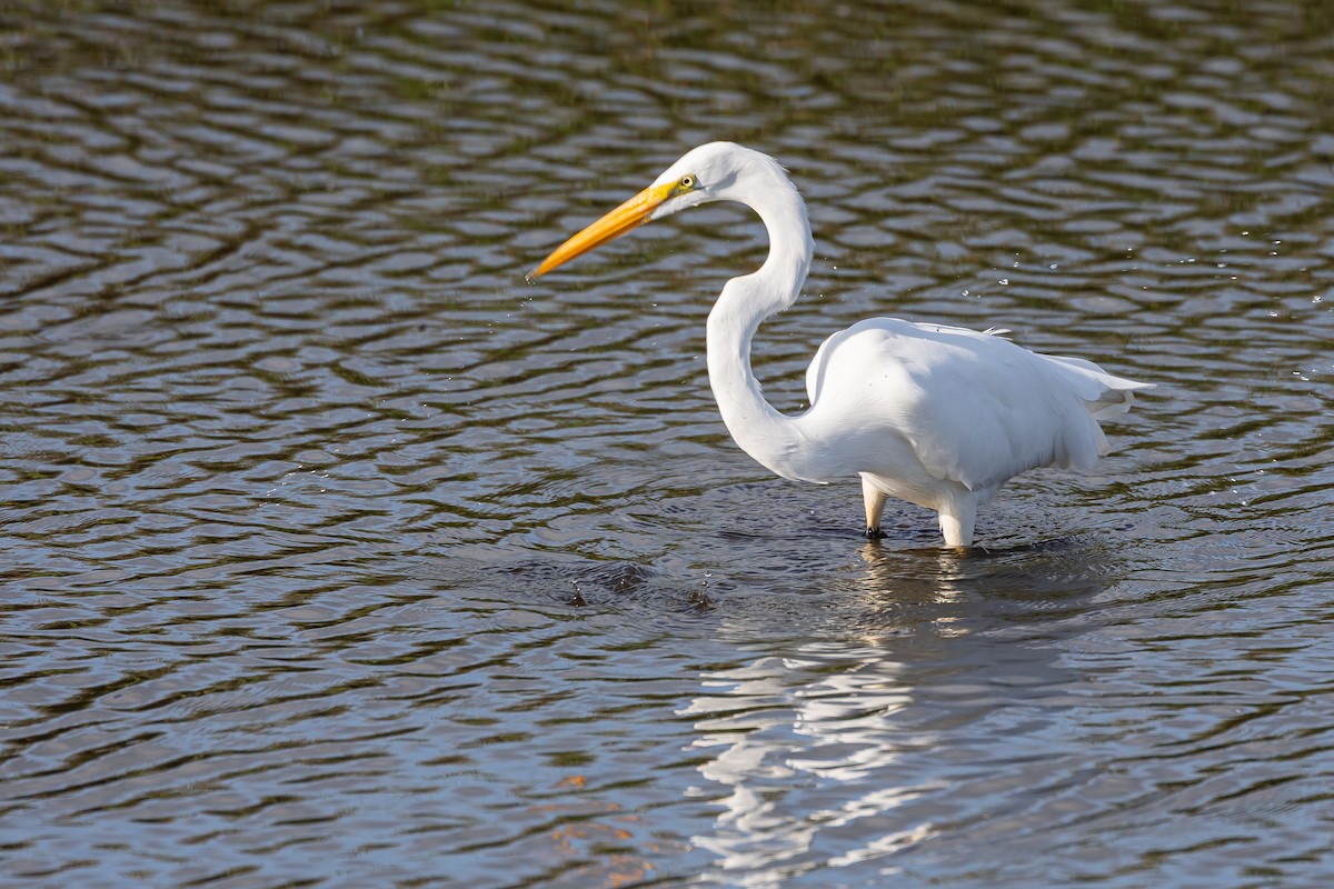 Great Egret - ML641416377