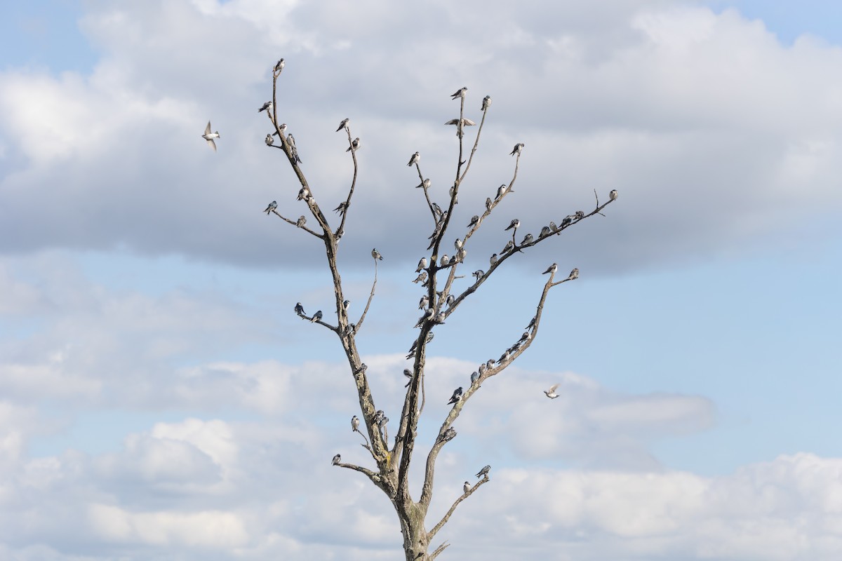 Tree Swallow - ML641416384