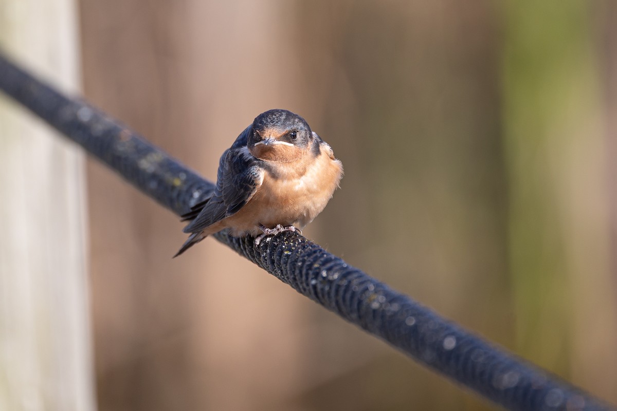 Barn Swallow - ML641416385