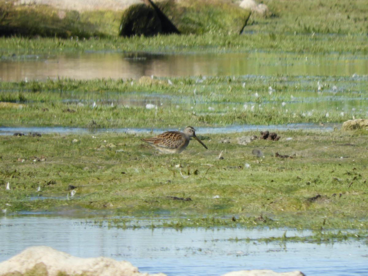 Short-billed Dowitcher - ML641416386